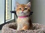 Gigi - British Shorthair Cat For Sale - Fairfax, VA, US