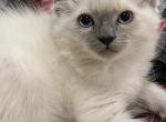 Leo - Ragdoll Cat For Sale - Chambersburg, PA, US