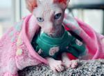 Mimosa - Sphynx Cat For Sale - Charlotte, NC, US