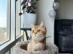 Billy - British Shorthair Cat For Sale - New York, NY, US