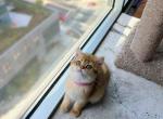 Gigi - British Shorthair Cat For Sale - New York, NY, US