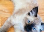 Petersons - Balinese Cat For Sale - Richland, WA, US