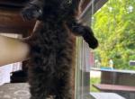 ARCHEE  awesome little boy - Maine Coon Cat For Sale - New York, NY, US