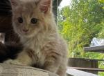 YeliSey European lines - Maine Coon Cat For Sale - New York, NY, US