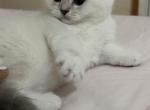 Scottish Fold Point - Scottish Fold Cat For Sale - Miami, FL, US