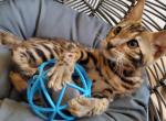 Bengal Kitten Russian line - Bengal Cat For Sale - Henderson, NV, US