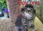 Boy 1 - Maine Coon Kitten For Sale - Kent, WA, US