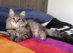 Lavanda - Siberian Cat For Sale - Melbourne, FL, US