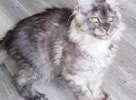 Litter J female - Maine Coon Cat For Sale - Jasper, GA, US