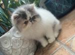 Perla - Persian Cat For Sale - PA, US