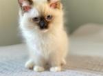 Kitkat chcocolate mitted - Ragdoll Cat For Sale - NY, US