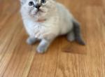 Ragdolls2 - Ragdoll Cat For Sale - Boston, MA, US