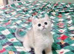 sugar - British Shorthair Cat For Sale - Staten Island, NY, US