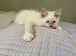 tippy blue mitted - Ragdoll Cat For Sale - NY, US