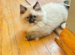 Ragnar chcocolate mitted - Ragdoll Cat For Sale - NY, US
