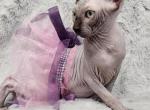 SOLD Girl Mimi - Sphynx Cat For Sale - 