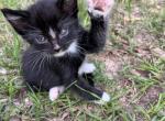 Oreo - American Shorthair Cat For Sale - Columbus, GA, US