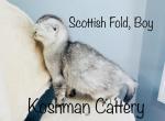 Silver - Scottish Fold Cat For Sale - New Prague, MN, US