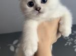 Olaf - Scottish Fold Cat For Sale - Buffalo Grove, IL, US