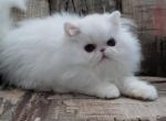 GRACE - Persian Cat For Sale - Greeley, CO, US