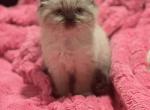 Pippas babies - Munchkin Cat For Sale - Plumas Lake, CA, US