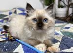 Blanche - Ragdoll Cat For Sale - Tuscaloosa, AL, US