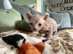 The B Litter - Sphynx Cat For Sale - Lubbock, TX, US