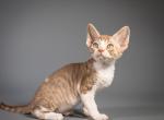 Dior - Devon Rex Cat For Sale - Miami, FL, US