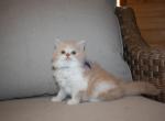 Gibson - Persian Cat For Sale - Creighton, MO, US