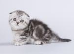 Jahur - Munchkin Cat For Sale - Hollywood, FL, US