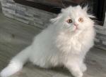 Nadin - Scottish Fold Cat For Sale - Hollywood, FL, US