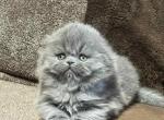 Tuffy - Scottish Fold Cat For Sale - Hollywood, FL, US