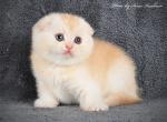 Umi - Scottish Fold Cat For Sale - Hollywood, FL, US