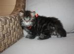 Nico - Persian Kitten For Sale - Creighton, MO, US