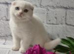 Zorro - Scottish Fold Cat For Sale - Hollywood, FL, US