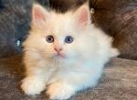 Xelvin - Siberian Cat For Sale - Norwalk, CT, US