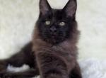 Irwin - Maine Coon Cat For Sale - Norwalk, CT, US