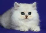 Djony - Persian Cat For Sale - Norwalk, CT, US