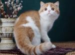 Martin - Exotic Cat For Sale - Norwalk, CT, US