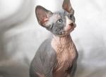 Danko - Sphynx Cat For Sale - Norwalk, CT, US