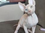 Orhan - Sphynx Cat For Sale - Norwalk, CT, US