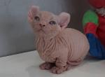 Itaka Dwelf - Sphynx Cat For Sale - Norwalk, CT, US