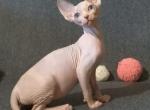 Lilya - Sphynx Cat For Sale - Norwalk, CT, US