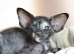 Dina - Oriental Cat For Sale - Norwalk, CT, US