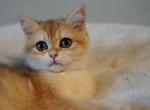 Dolly - British Shorthair Cat For Sale - San Mateo, CA, US