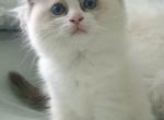 Afroditedolls KissyMe - Ragdoll Cat For Sale - Bradenton, FL, US