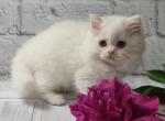 Zara - Scottish Straight Cat For Sale - Norwalk, CT, US