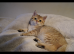 Simba - British Shorthair Cat For Sale - San Mateo, CA, US