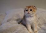 Katty - Scottish Fold Cat For Sale - San Mateo, CA, US