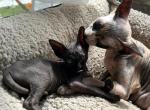 Shpynx kittens - Sphynx Cat For Sale - Hallandale, FL, US